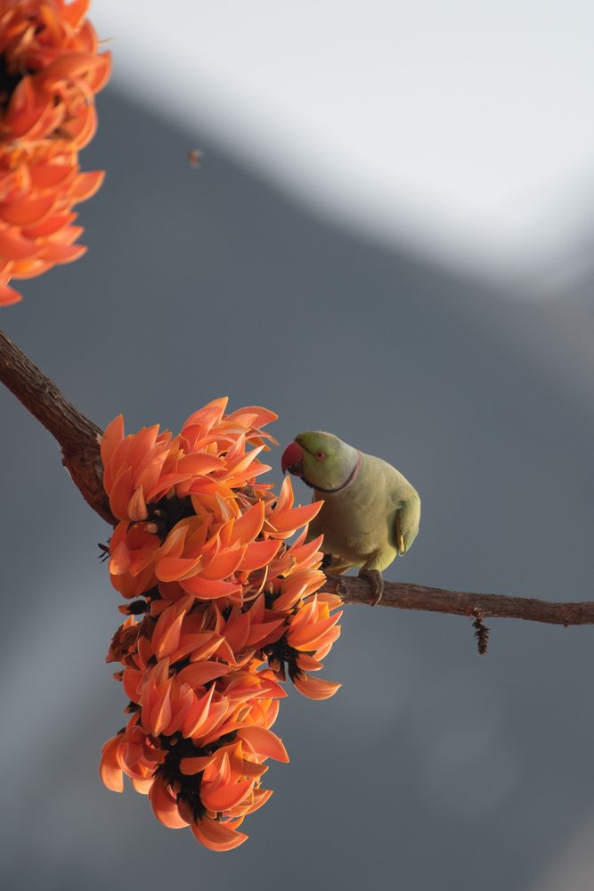 Photograph by Partha Ghosh