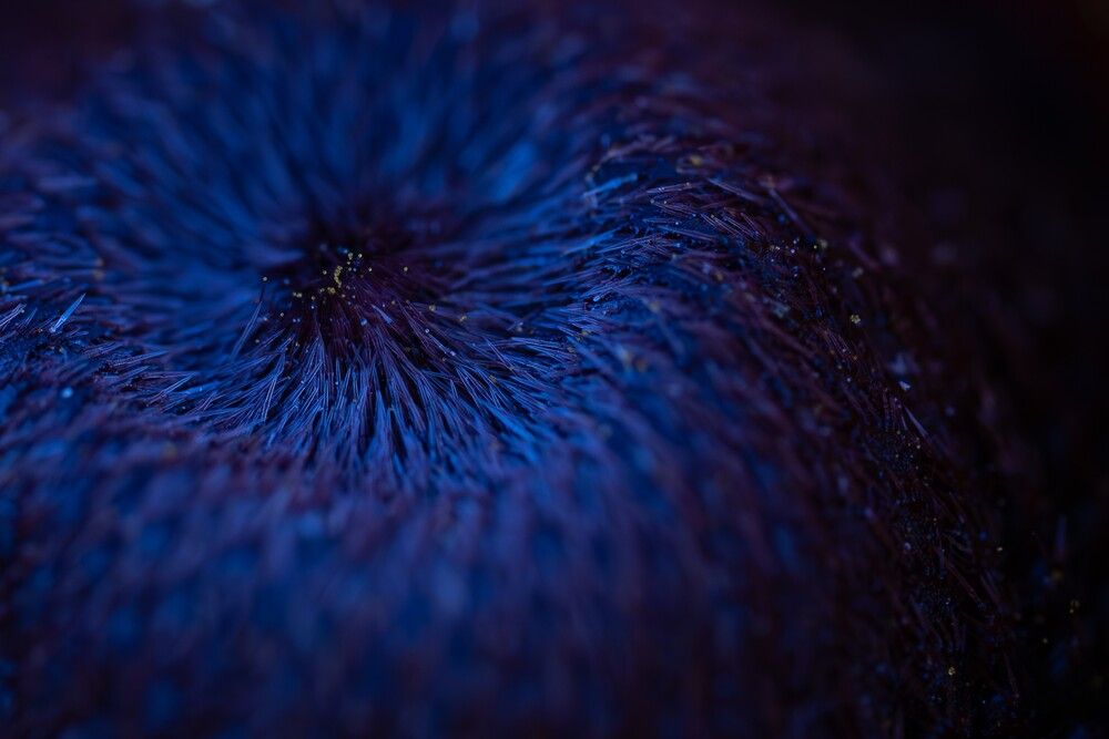 Cœur de fleur