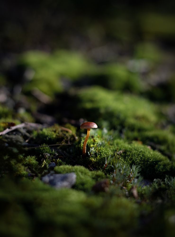 Photograph by Irina Zoteeva