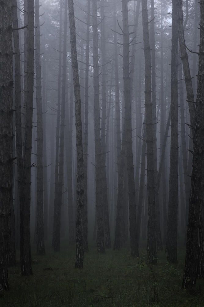 Photograph by Полина Хрол