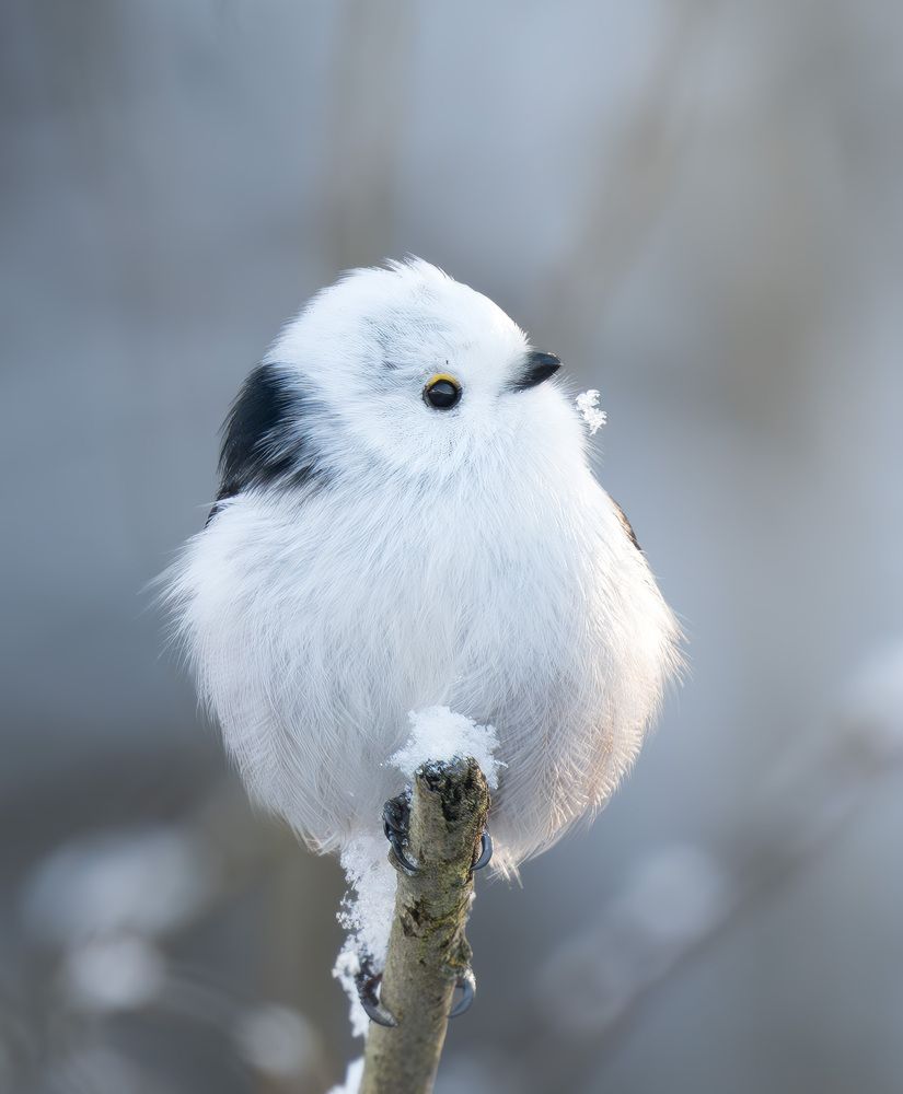 Фотография автора Пушкарева Василиса