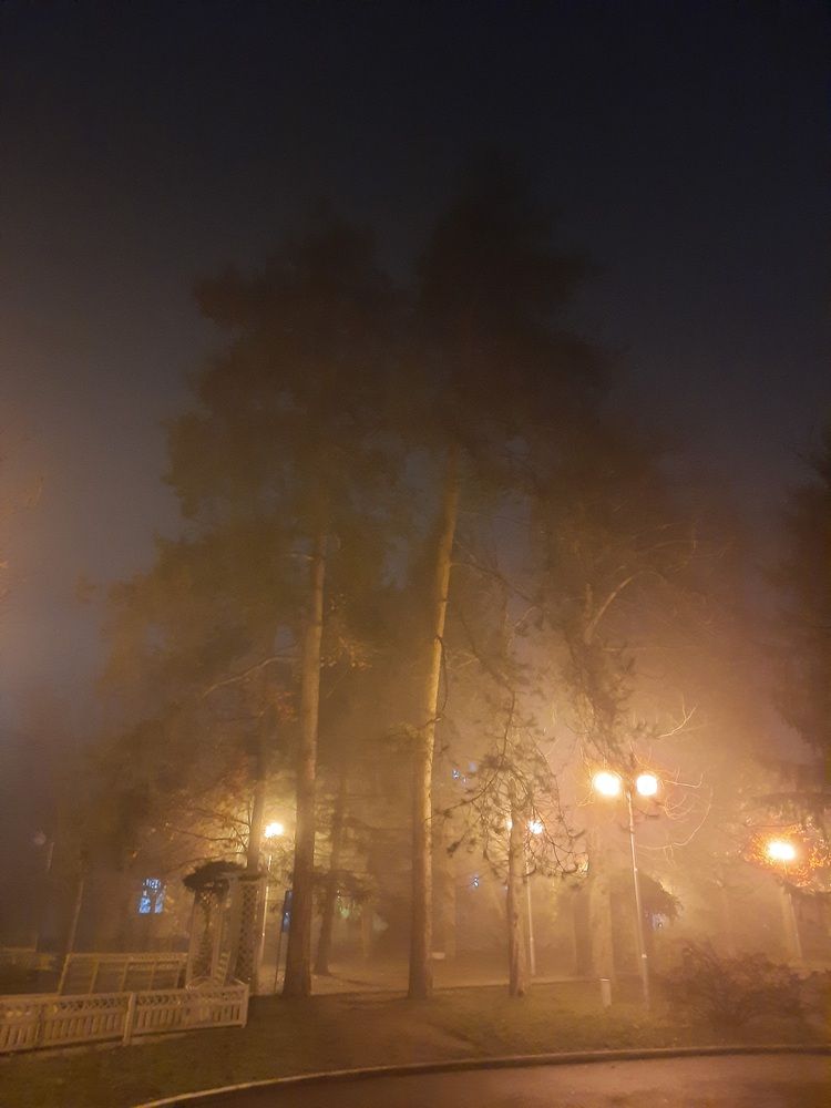Аллея 1000 сосен в тумане