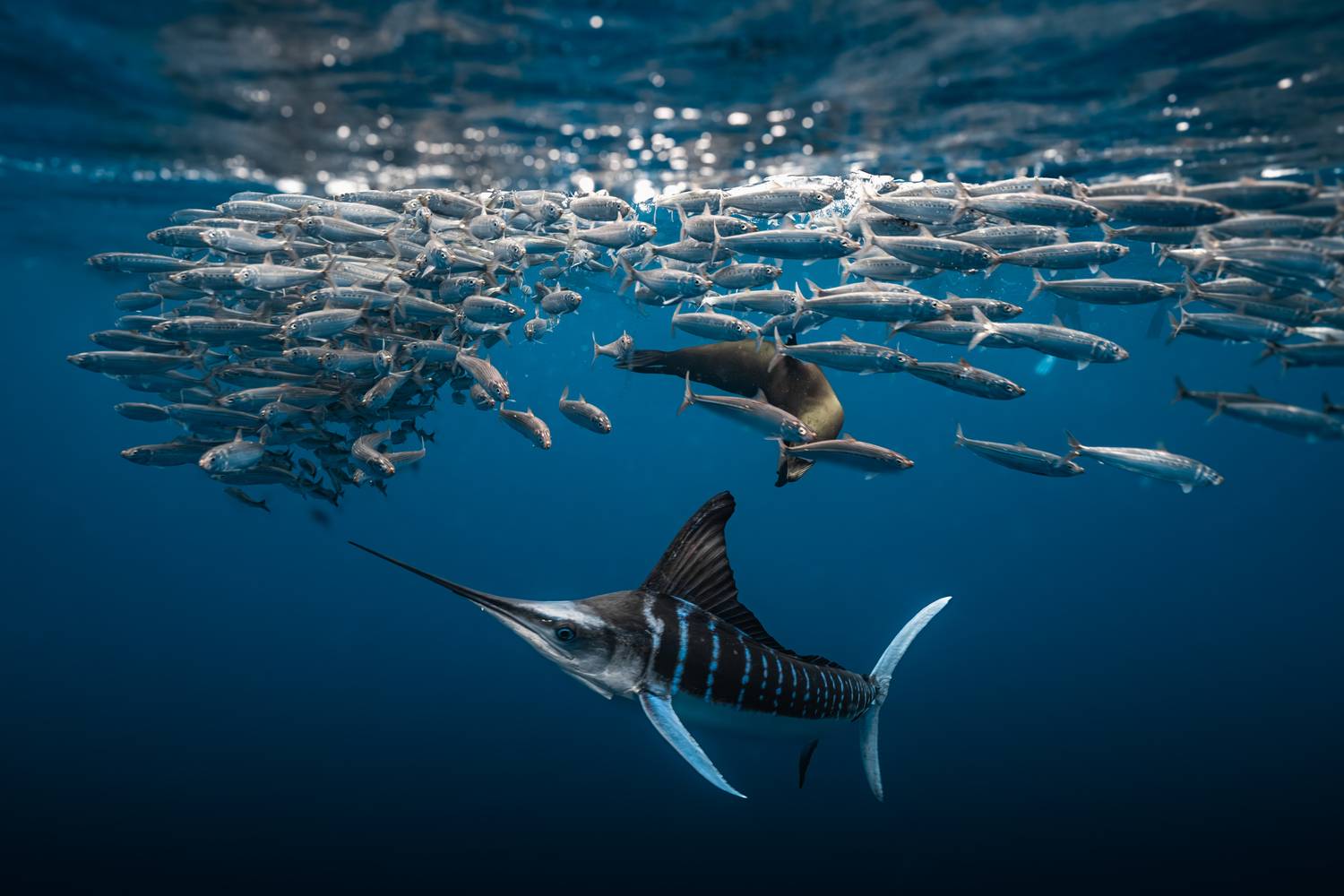 Marlin and Sea Lions Hunting Sardines