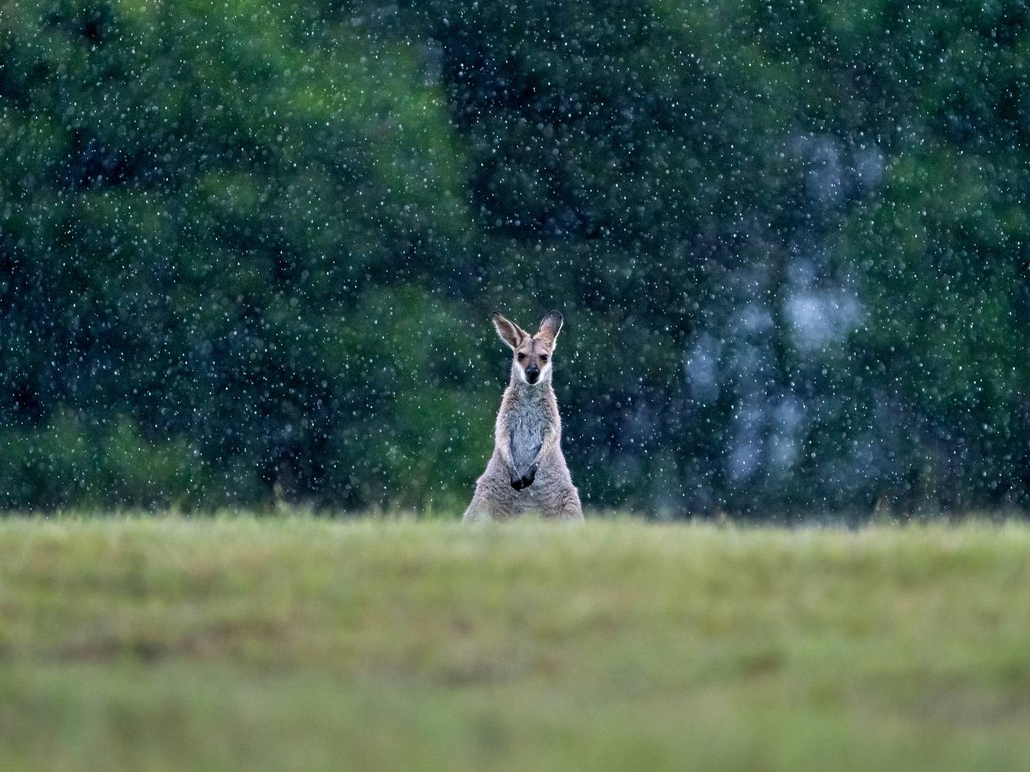 Фотография #12874863