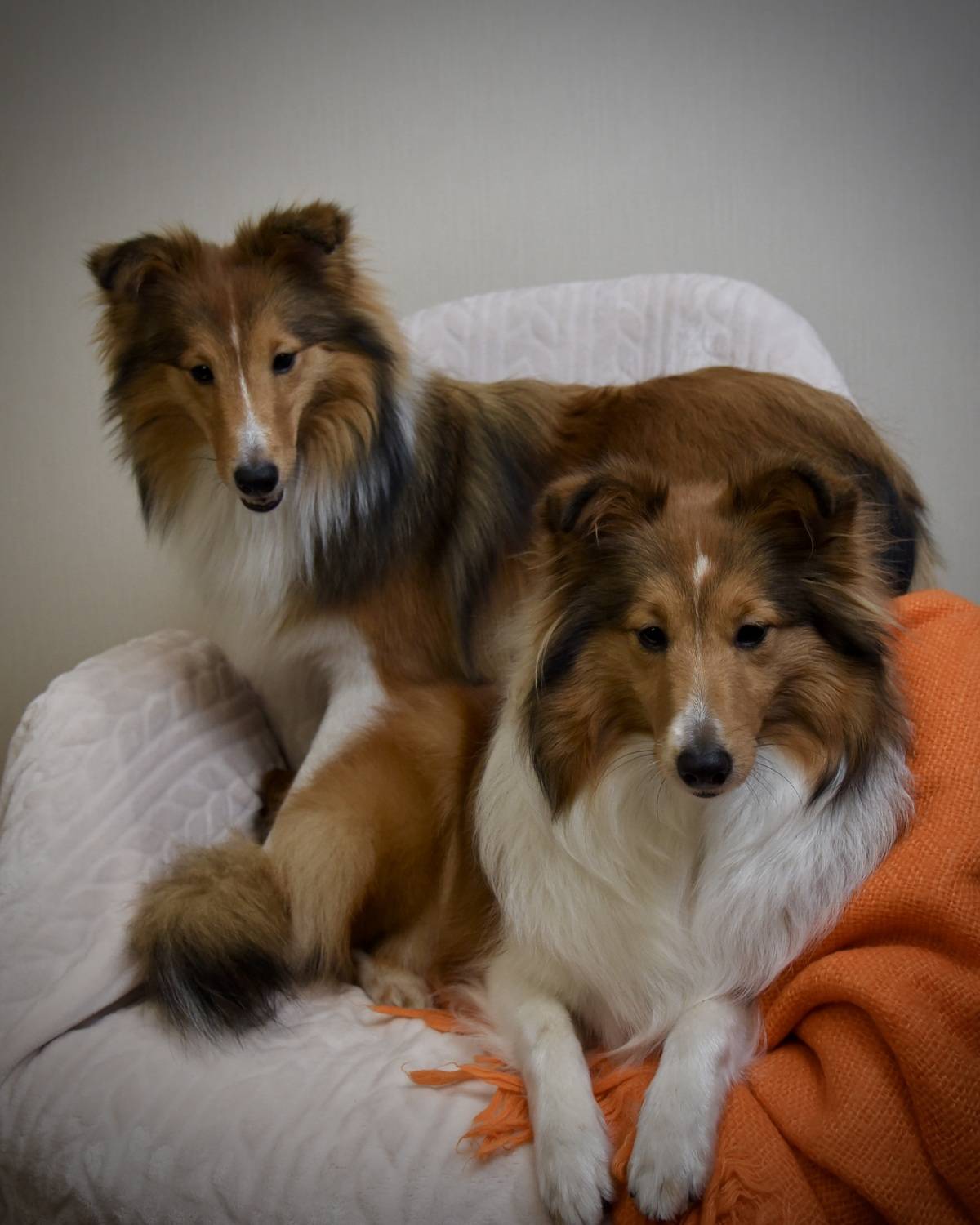 Красотки шелти