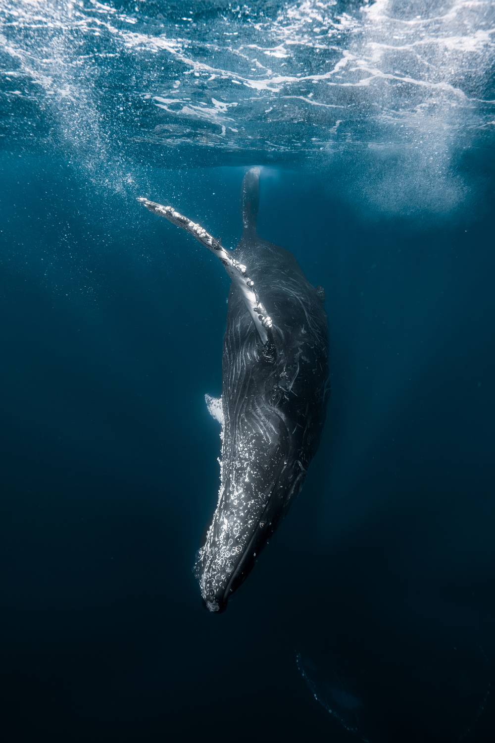 Underwater Encounter with a Humpback Whale Underwater Encounter with a Humpback Whale