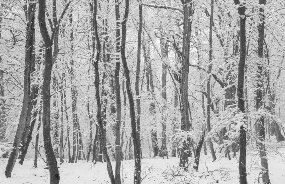 Photograph by Aftab60