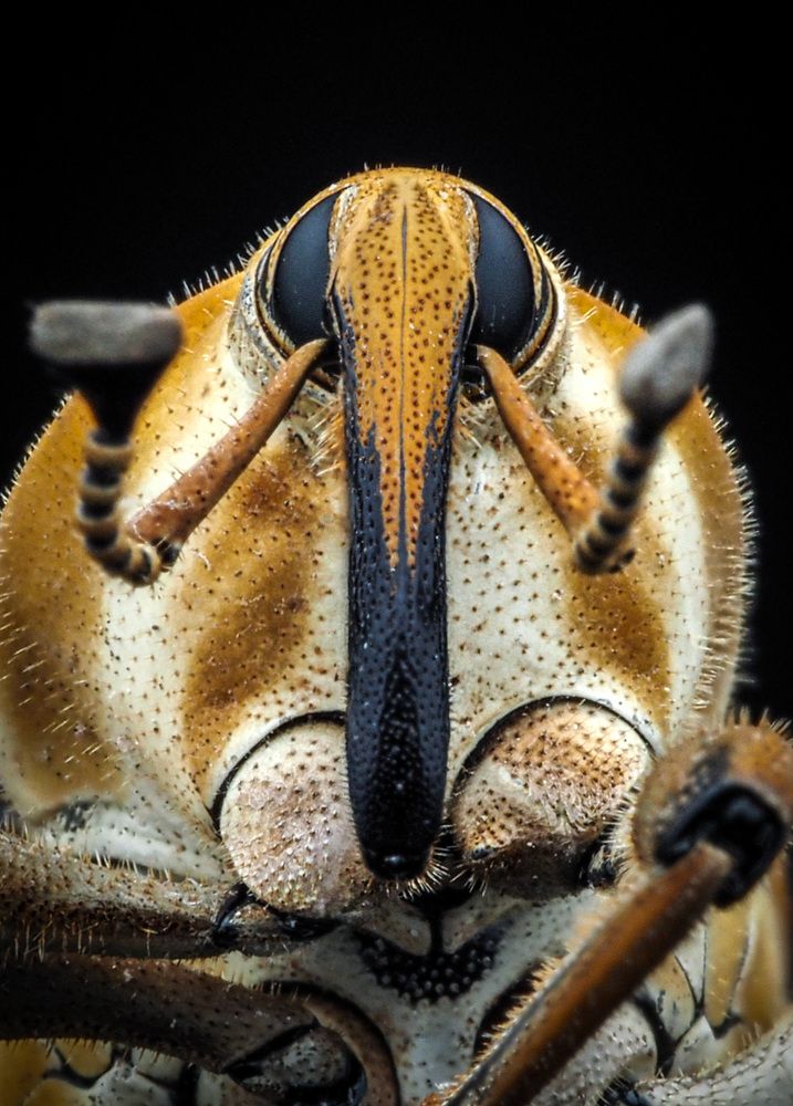 Фотография автора Norman Celis