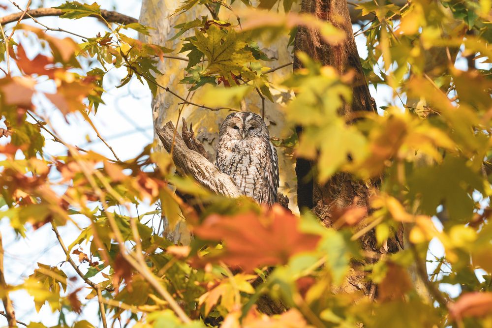 Tawny owl