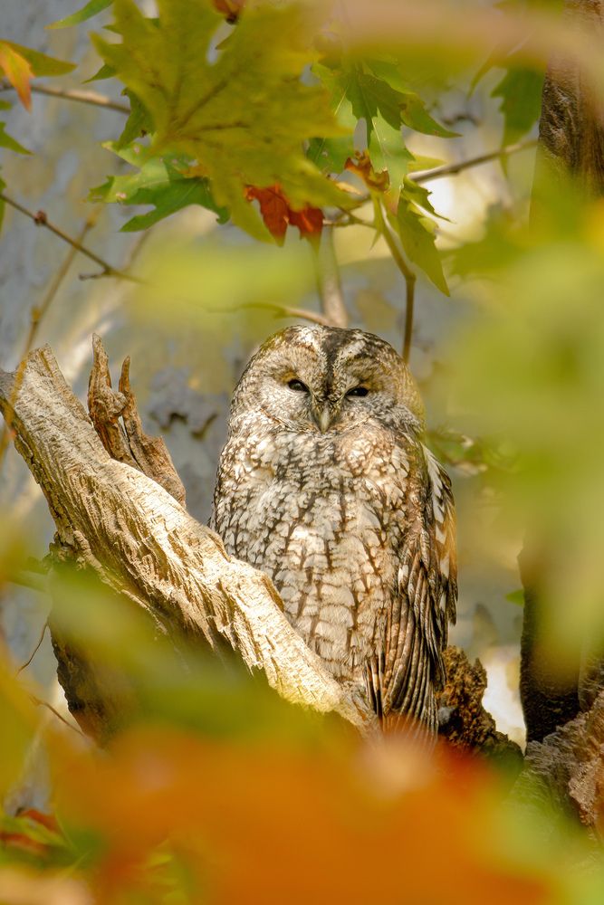 Tawny owl