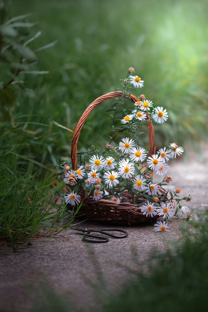 Still life photography