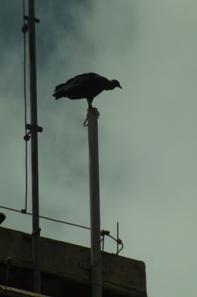 Vulture