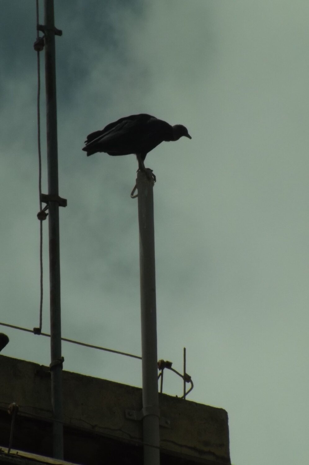 Vulture
