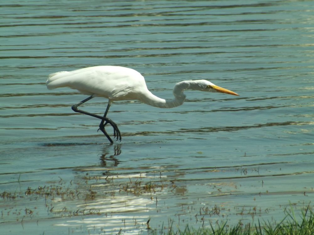 Fisherman