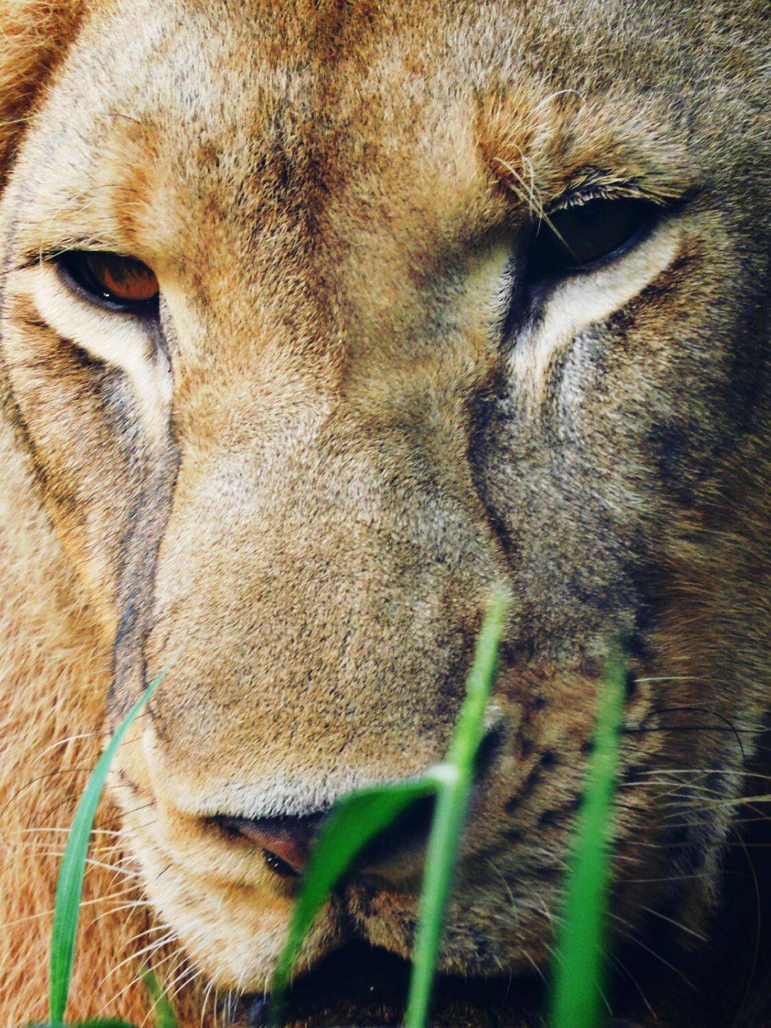 Resting royalty
