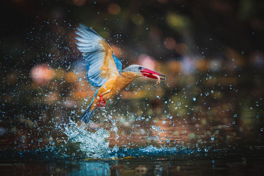 Photograph by Prapas Boonchuen