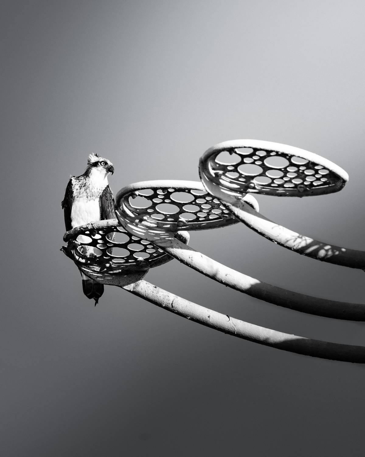 Фотография #12877569