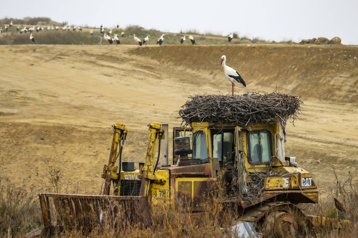 Nature and Machinery in Harmony