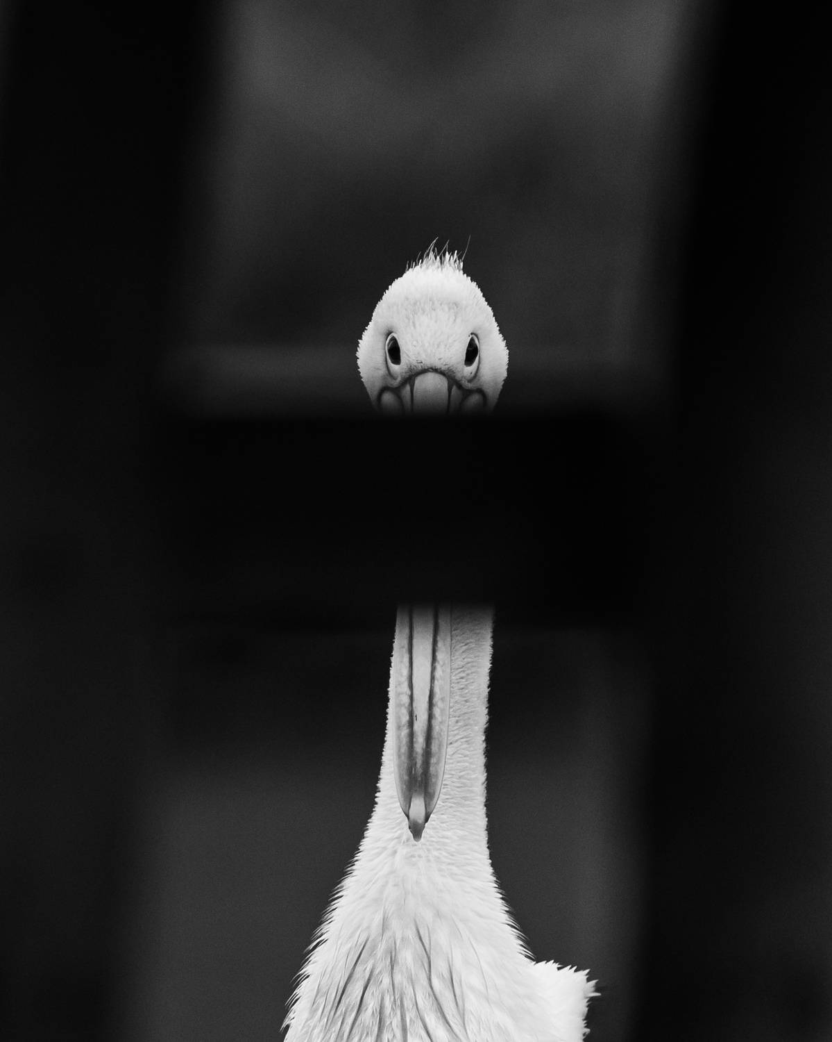 Фотография #12877581