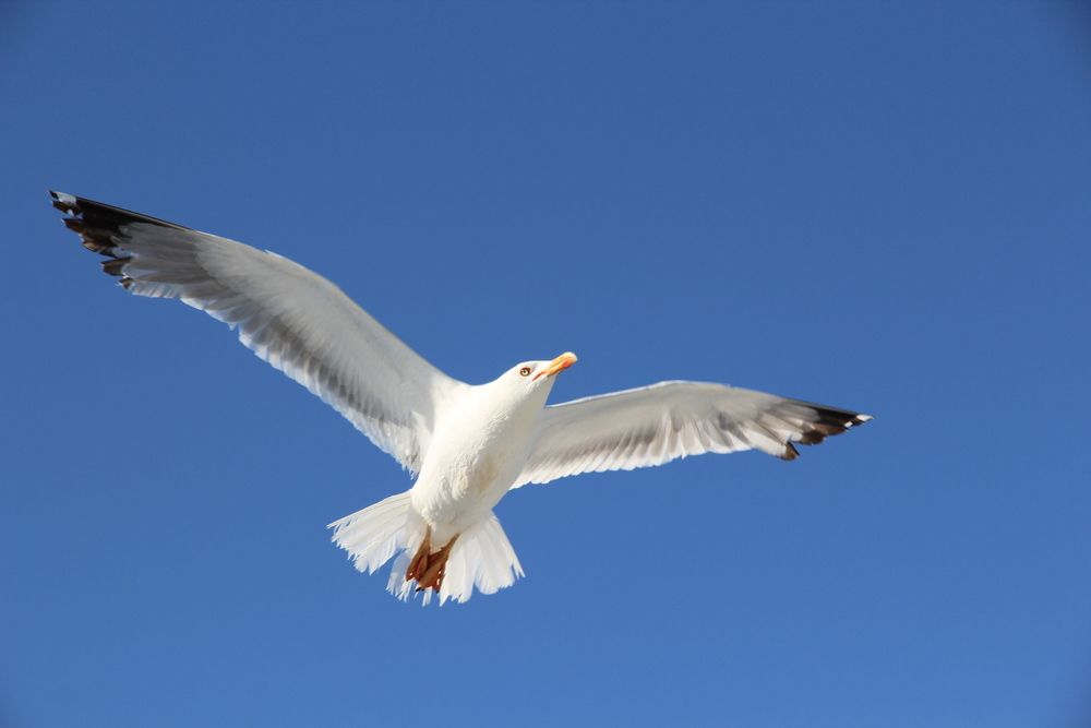Фотография автора Каргин Валерий