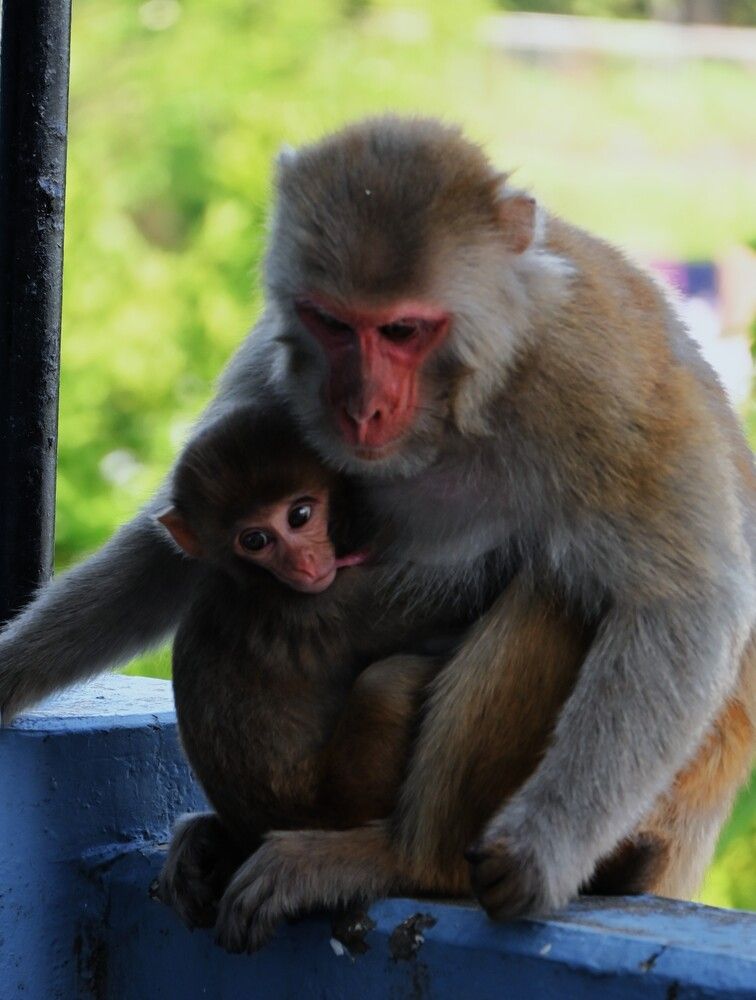 \"Mother’s Embrace\"