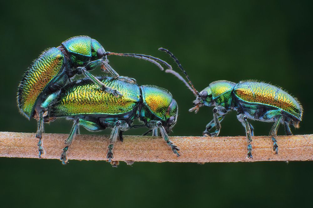Photograph by Li Chen-You
