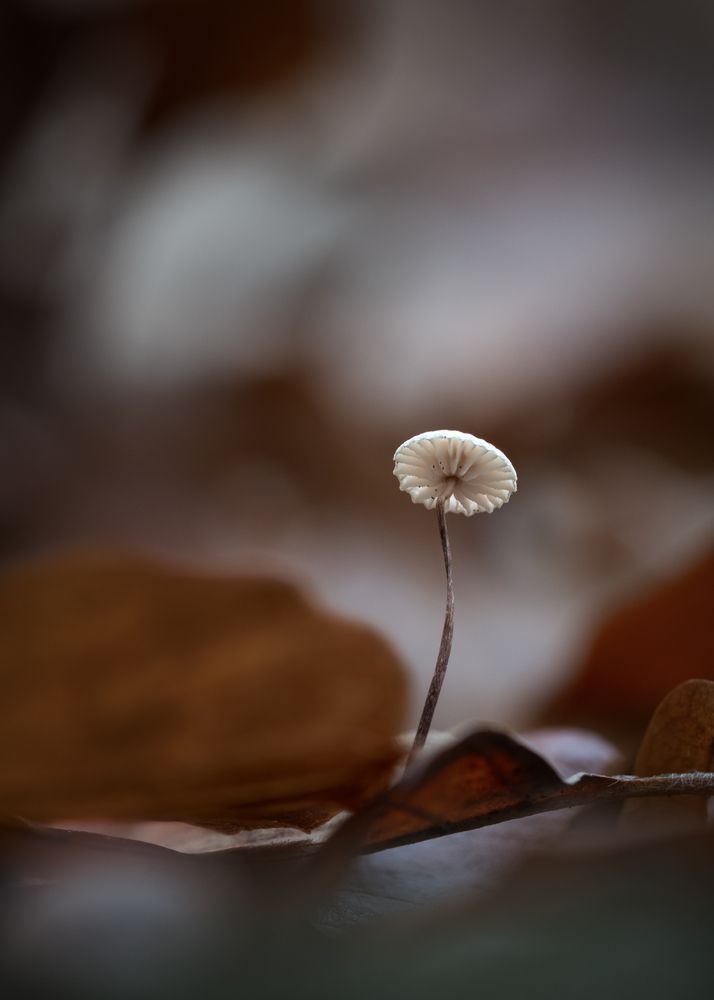 Фотография автора Jiří Hakauf