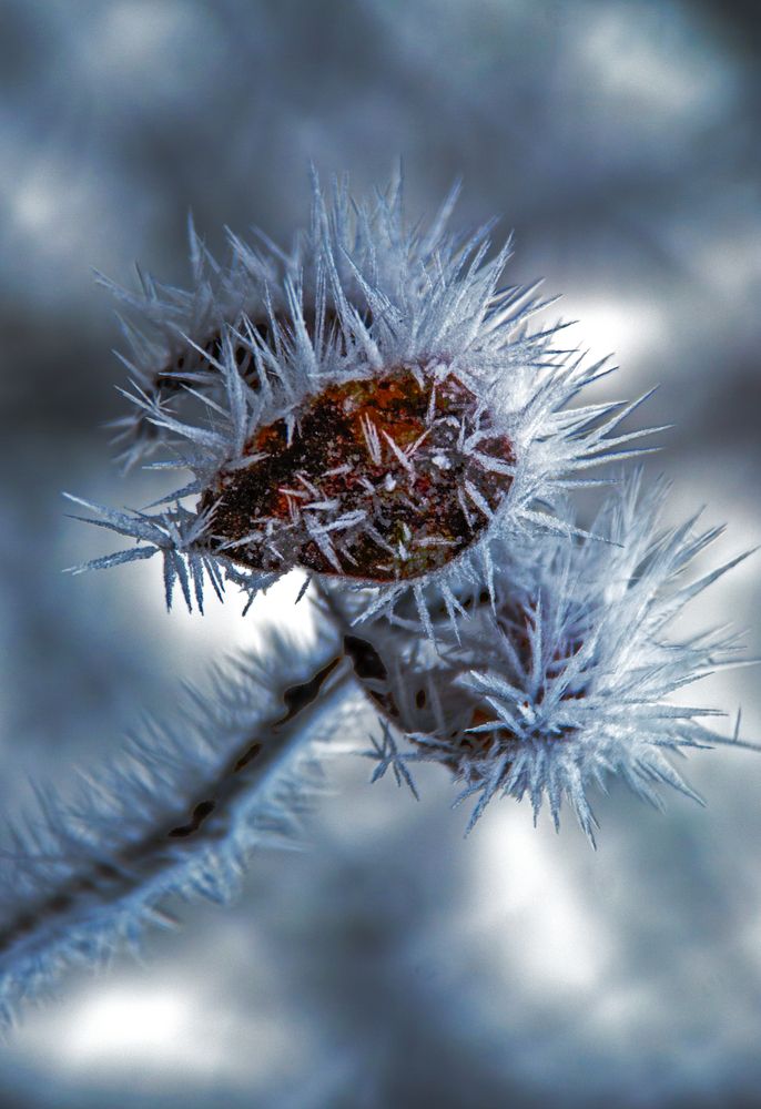 Фотография автора Денис Колесников