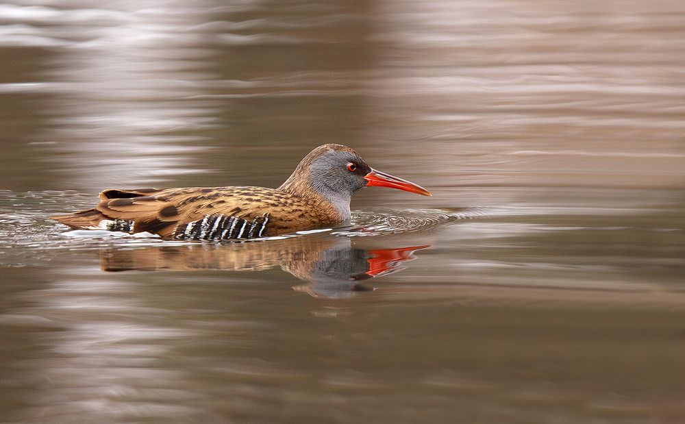 Photograph by Алёна Тиханович