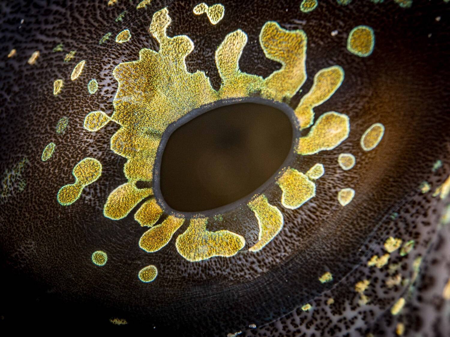 Фотография #12878632