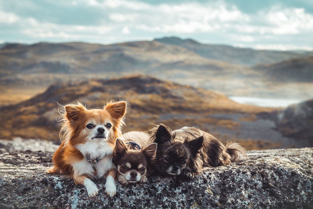 Photograph by Алина Долгова
