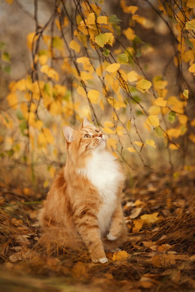 Photograph by Елена Косинова