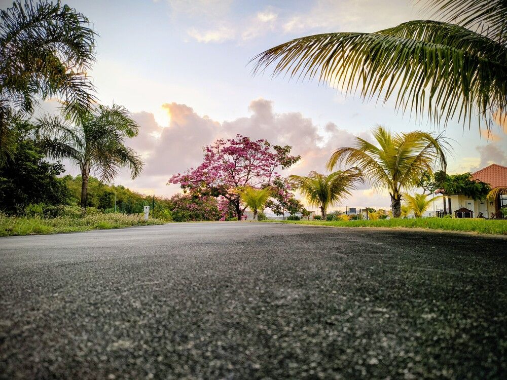 Lush Nature