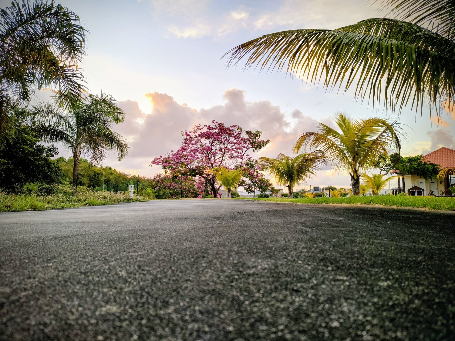 Lush Nature