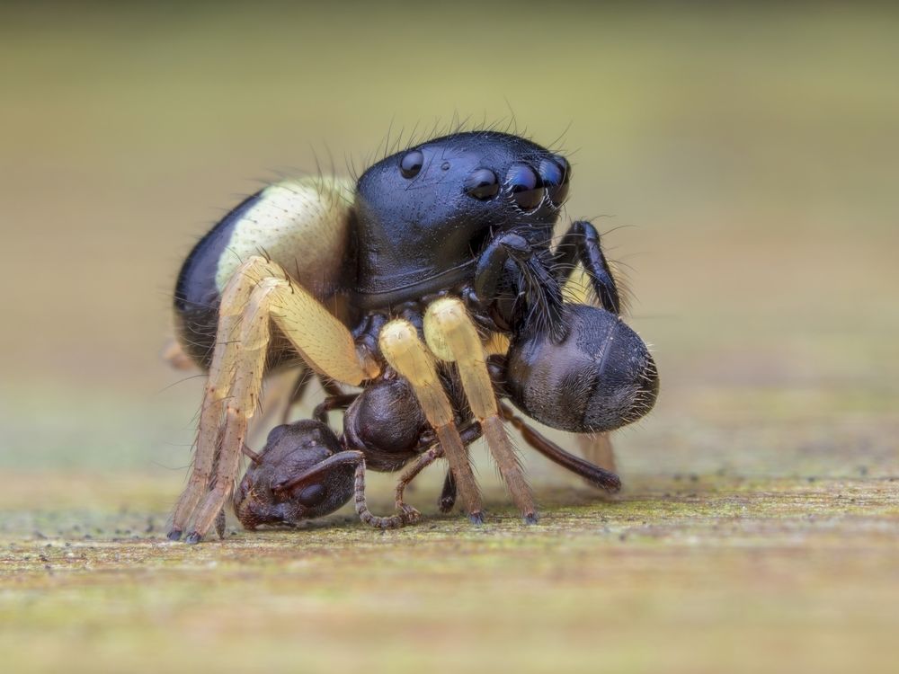 Macro
