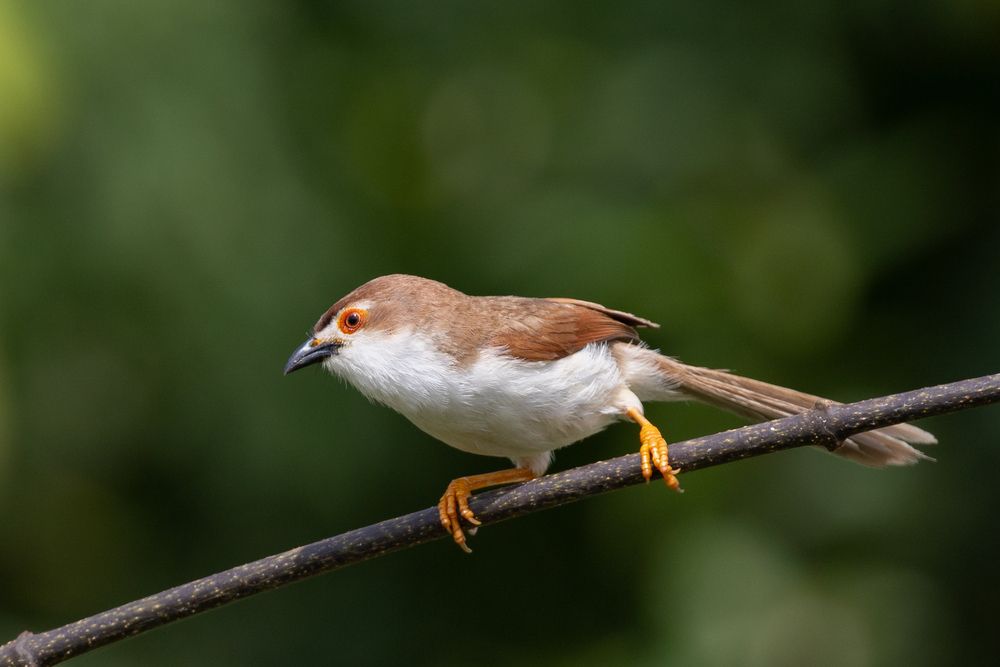 Acrobatic Babbler
