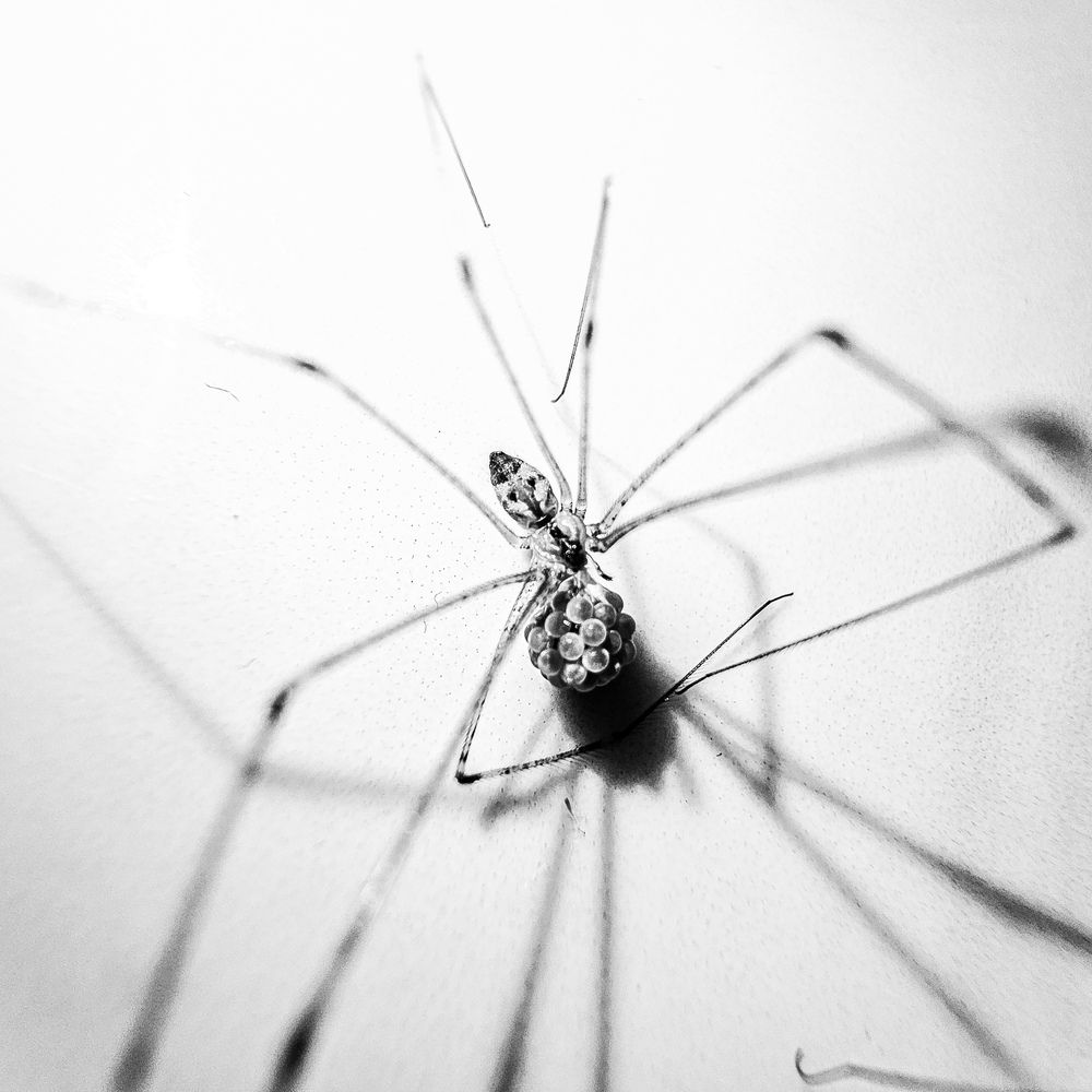 Photograph by Hieu Hoang