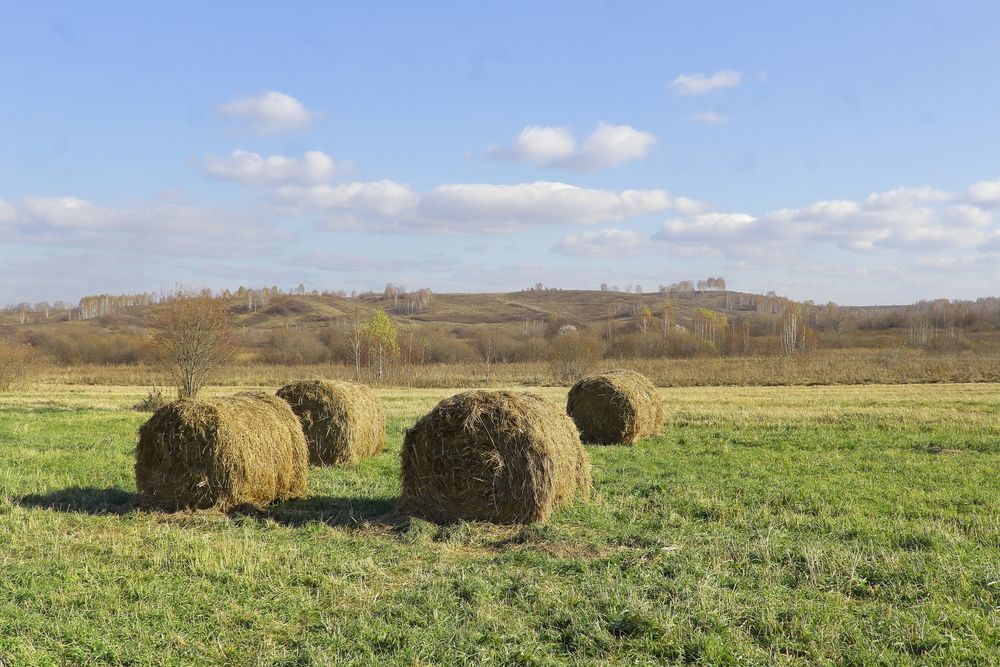 Шепот осени в рулонах сена