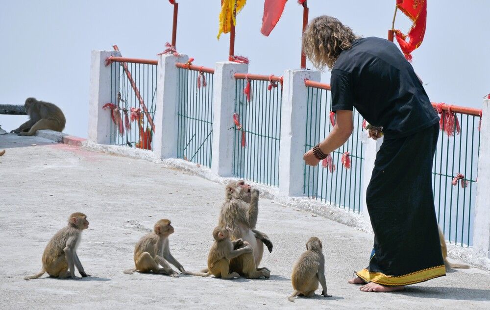 Feeding the Hilltop Monkeys
