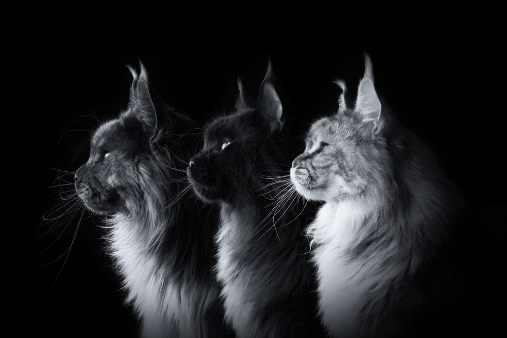Maine coon, cattery Karelia Onix