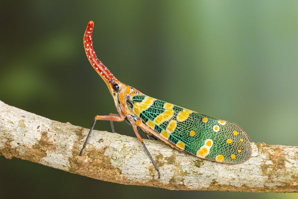 Pyrops candelaria