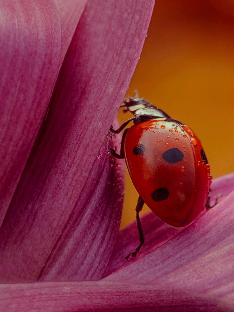Я только посмотреть