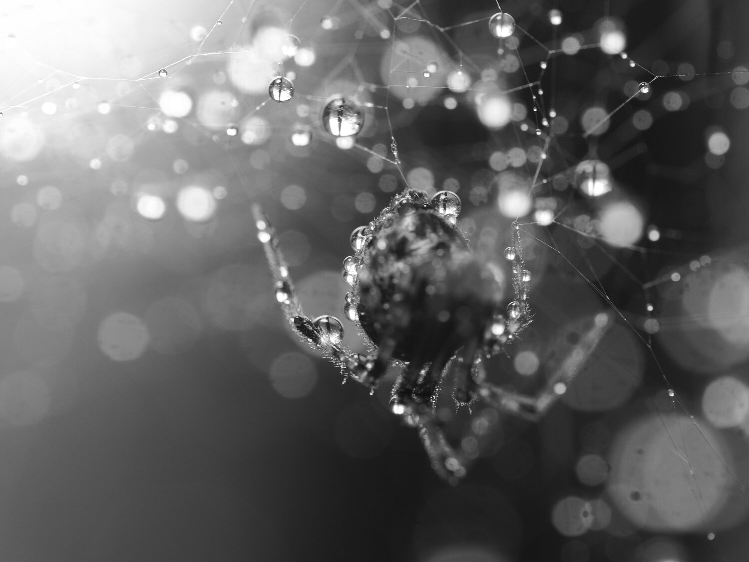 Photo #12880212