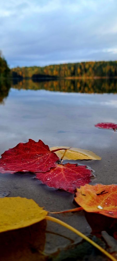 Photograph by Галина Перепечаева
