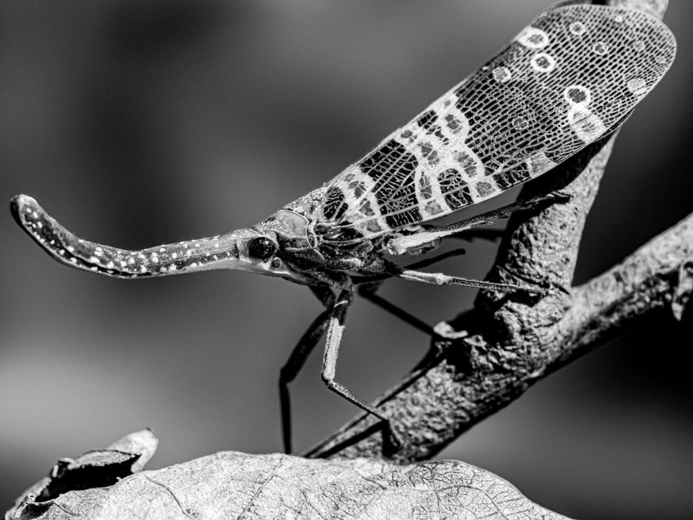 Photograph by Hieu Hoang