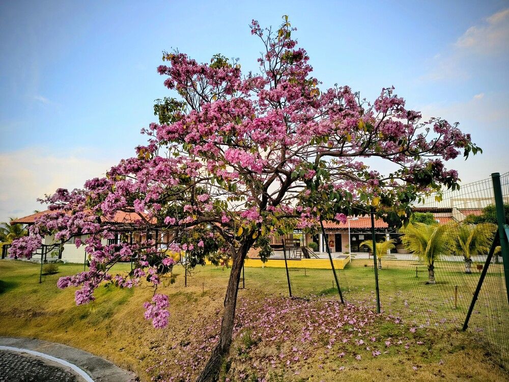 Lush Nature