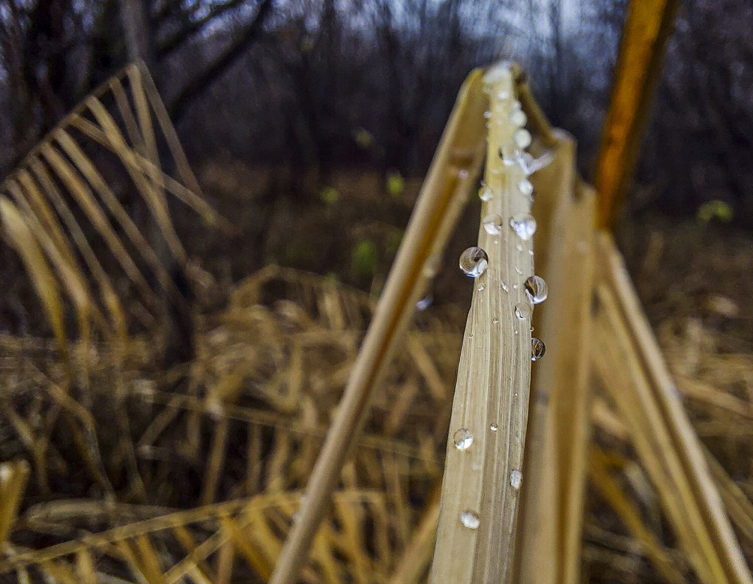 Photo #12881284
