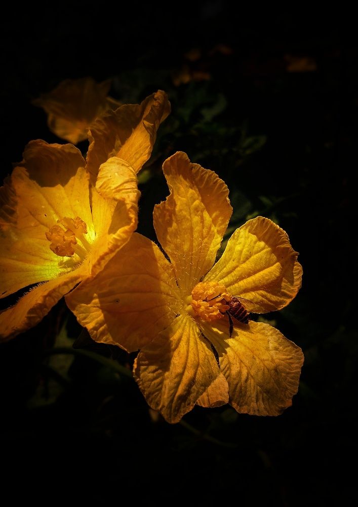 Magic of nature