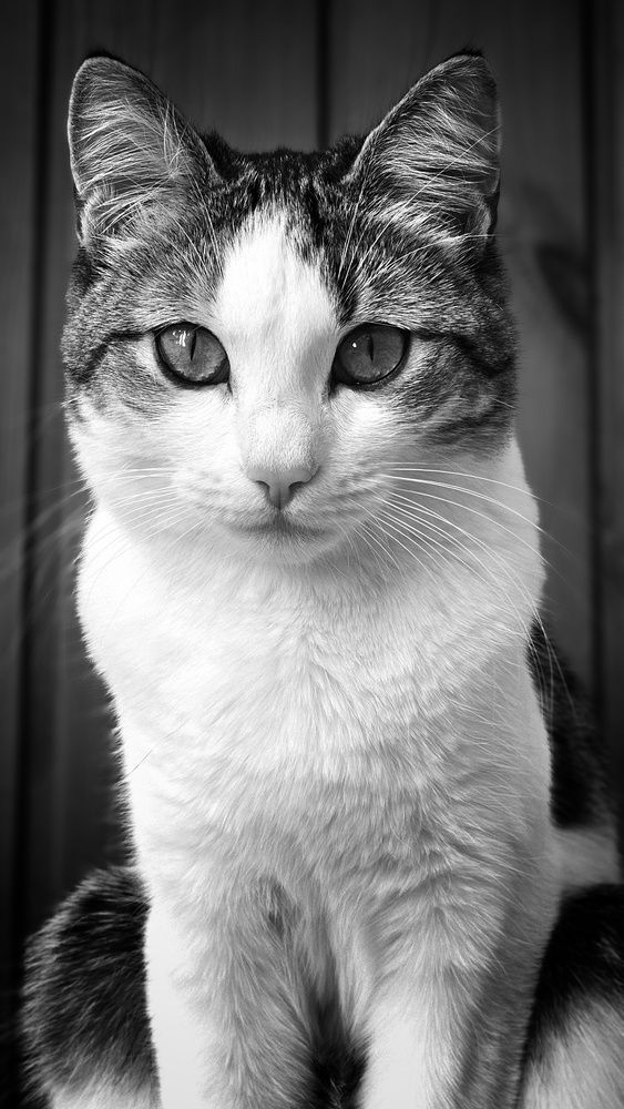 Кошка