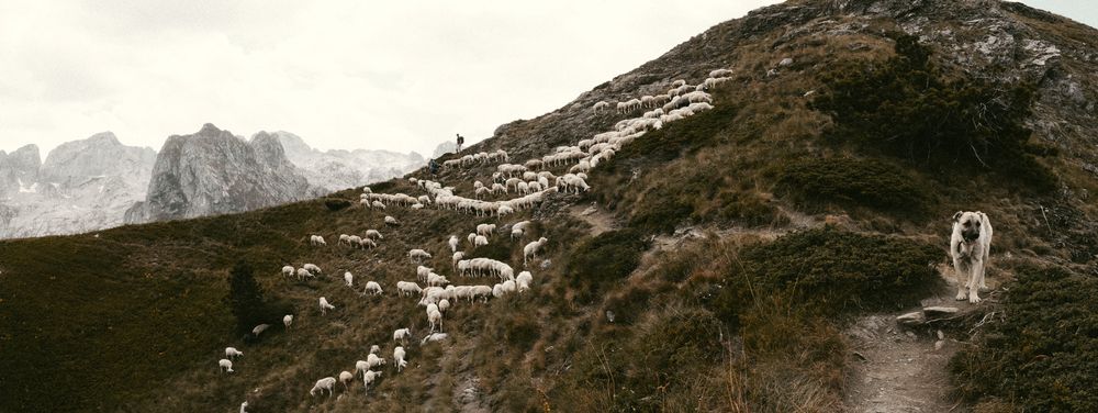 Silent Herds of Prokletije